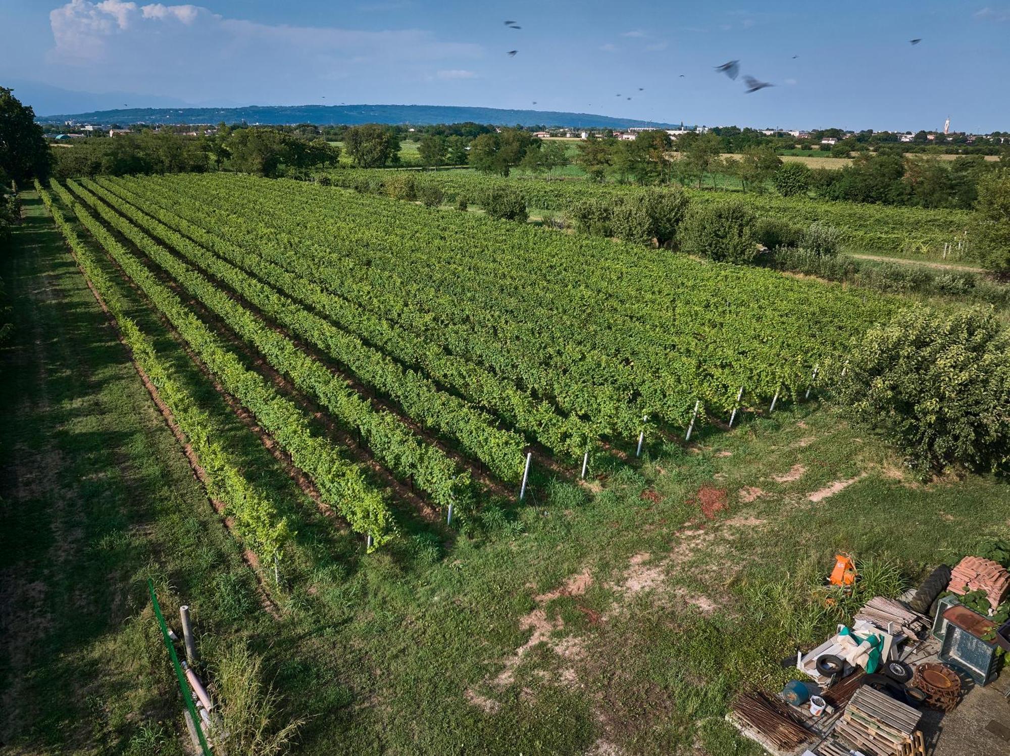 Agriturismo Zappare Farm Hotel Trevignano Εξωτερικό φωτογραφία