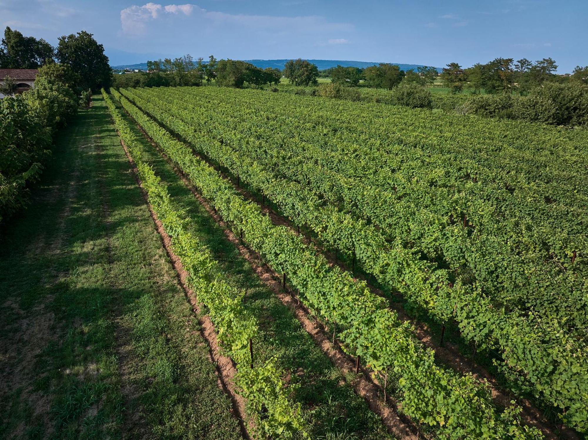Agriturismo Zappare Farm Hotel Trevignano Εξωτερικό φωτογραφία